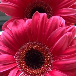 Meet your Posher, Alexandra